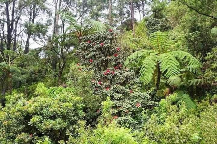 La Rose Guest House Nuwara Eliya Exterior photo